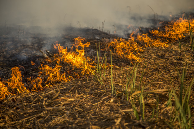 Homes, Sugarcane Farms Torched in Transmara